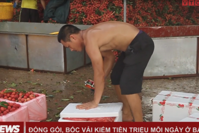 Video: Phu vải kiếm tiền triệu mỗi ngày ở thủ phủ vải thiều Bắc Giang