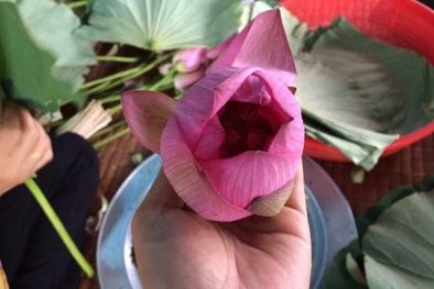 'Siêu phẩm' trà ướp hoa sen giá 40 nghìn đồng/búp hút dân Hà thành