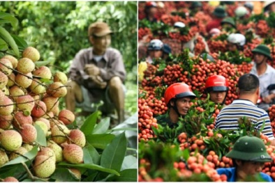 Vải thiều Bắc Giang đã xuất khẩu sang châu Âu, Úc, Mỹ, Nhật Bản, Singapore, Thái Lan