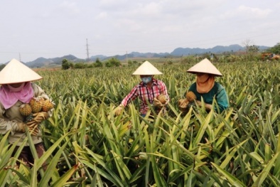 Giá dứa xuống thấp kỉ lục: Nông dân than trời, người Hà Nội đội nắng nóng giải cứu