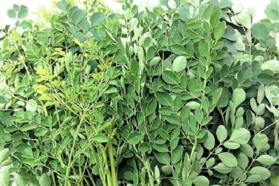 Bà bầu dễ mất con nếu cố tình ăn những loại rau này!