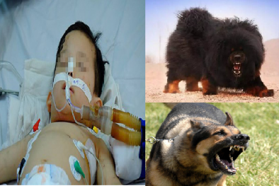 Nuôi chó trong nhà, cần lưu ý gì để con trẻ không rơi vào vòng nguy hiểm