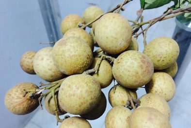 Lựa chọn quả nhãn tươi an toàn không khó