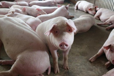 Giá lợn hơi tăng cao gần chạm ngưỡng 60.000 đồng/kg