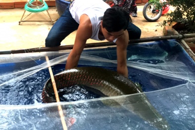 Tây Ninh: Anh nông dân bắt được con cá hải tượng ‘khủng’ ở sông Vàm Cỏ Đông