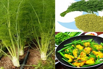 Cây thì là không chỉ làm rau ăn mà còn là dược liệu cực tốt, trồng dễ dàng tại nhà