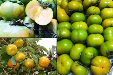 50.000 đồng một kg hồng giòn Mộc Châu đầu mùa