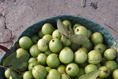 Chị em ‘tranh nhau’ mua ổi găng Đông Dư giòn ngọt giá 15.000 đồng/kg