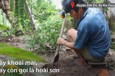 Trồng khoai mài, nông dân kiếm hơn trăm triệu mỗi vụ