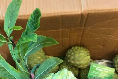 Vì sao na bở bỗng dưng sốt xình xịch, giá 100 nghìn đồng/kg?