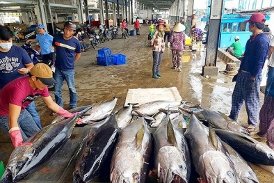 Bị cảnh báo 'Thẻ vàng': Chính phủ chấn chỉnh lại hoạt động khai thác hải sản