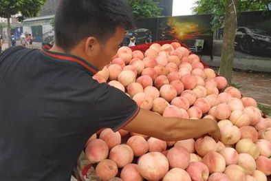 Sự thật về mận, đào 'khổng lồ' đóng mác nông sản Sa Pa