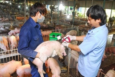 Ngăn chặn nguy cơ xâm nhiễm bệnh Dịch tả lợn châu Phi