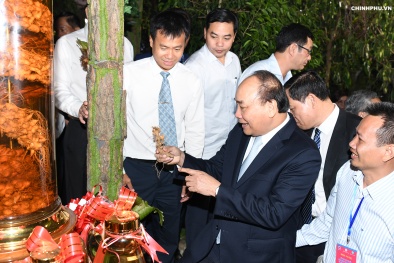 Thủ tướng: Đưa ‘quốc bảo’ sâm Ngọc Linh thành quốc kế dân sinh