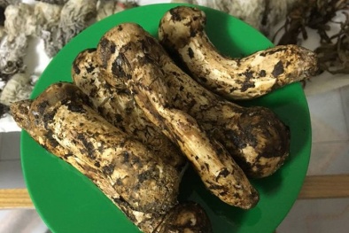 Vì sao nấm Matsutake đắt đỏ nhất thế giới, giá 35-40 triệu đồng/kg?