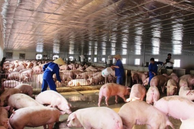 Ngăn chặn dịch tả lợn châu Phi xâm nhập vào Việt Nam: Tổng cục Hải quan chỉ đạo nóng