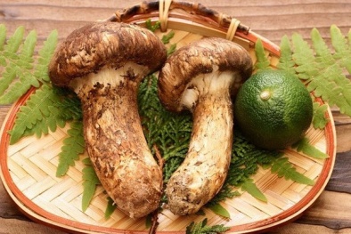 Bí ẩn loại nấm đắt nhất thế giới từ xứ sở hoa anh đào, giá vài chục triệu/kg