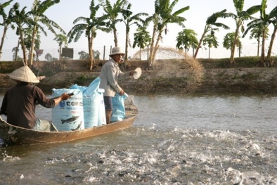 Sử dụng chất cấm trong nuôi trồng thủy sản có thể bị phạt tới 200 triệu đồng