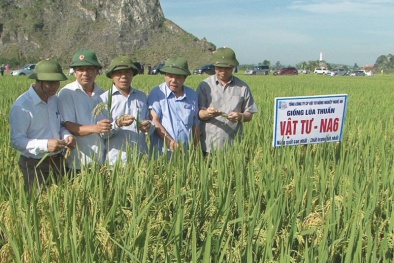 Nghệ An: Ứng dụng tiến bộ khoa học nâng cao năng suất chất lượng