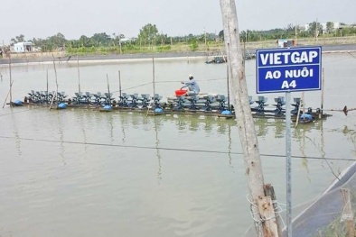 Chuyển đổi chứng nhận VietGAP sang ASC