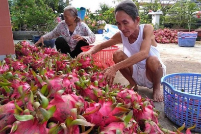 Người nông dân 'khóc ròng' vì thanh long rớt giá