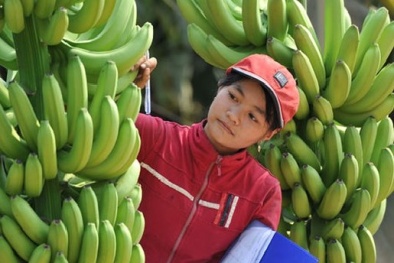 Chung tay xây dựng tiêu chuẩn cho nông sản Việt Nam