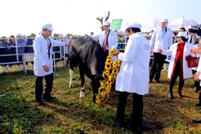 Những điều đặc biệt ở trang trại bò sữa hữu cơ TH true MILK