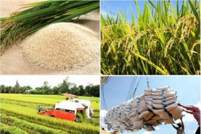Thúc đẩy sản xuất theo chuỗi giá trị, bảo đảm chất lượng gạo xuất khẩu