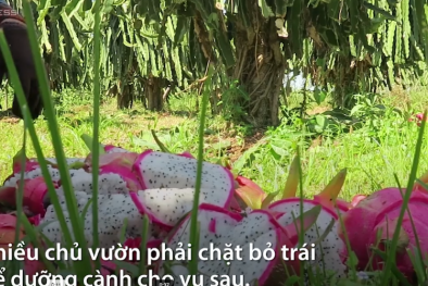 Nông dân trồng thanh long ở Bình Thuận chặt bỏ trái vì không ai mua