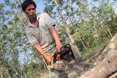 Giá cao su xuống thấp người dân phải chặt cây, bỏ vườn