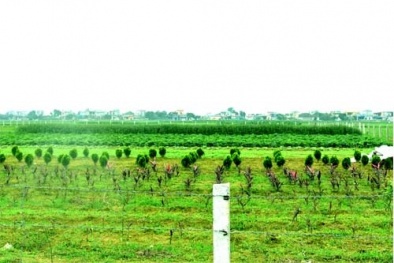 PQA - Màu xanh huyền thoại