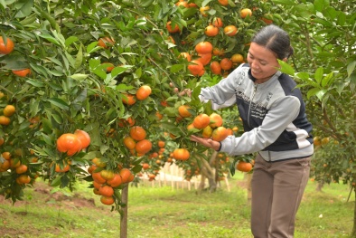Trồng cam cao phong thu 3 tỷ đồng mỗi năm
