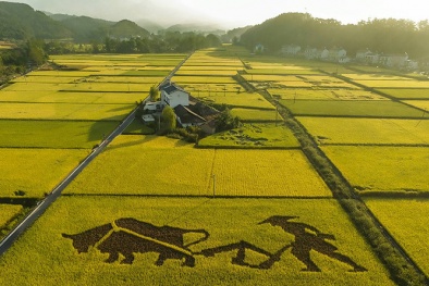 Kỳ lạ giống 'lúa biển' chịu mặn có thể cứu sống 80 triệu dân Trung Quốc