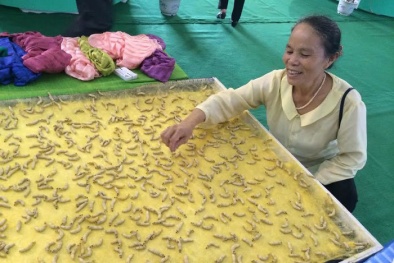 Duy nhất Việt Nam: Cụ bà luyện tằm tự dệt chăn tơ, bắt cọng sen 'nhả' lụa