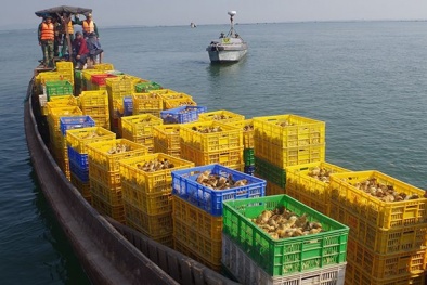 Quảng Ninh: Bắt đò chở lậu 50.000 con gà từ Trung Quốc về Việt Nam