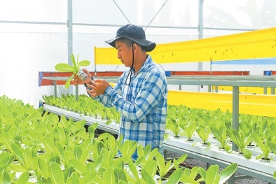 Để phát triển nông nghiếp, áp dụng công nghệ cao trong sản xuất là chưa đủ