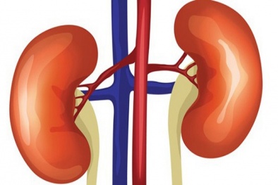 5 thói quen đang khiến thận gặp nguy hiểm