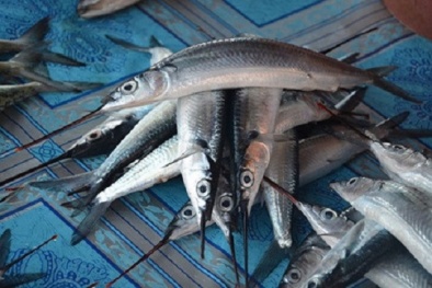 Bí ẩn những lần thu mua nông sản 'lạ' của thương lái Trung Quốc