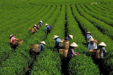 Giá chè giảm mạnh, nông dân Lâm Đồng 'thu không đủ chi'