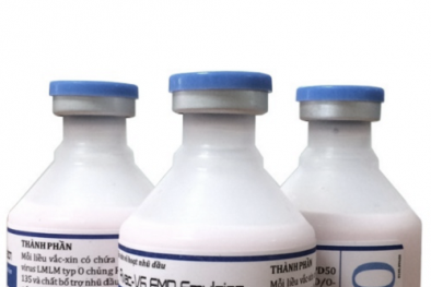 Hé lộ loại vaccine là 'khắc tinh' của bệnh lở mồm long móng ở Việt Nam