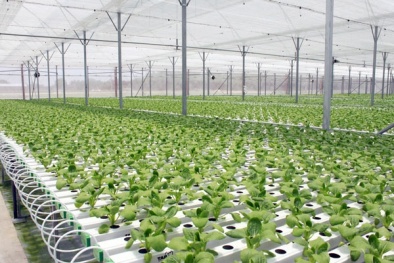 Phát triển nông nghiệp thông minh: Cần chú trọng ứng dụng công nghệ cao vào sản xuất
