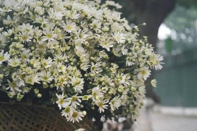 Đến hẹn lại nên, cúc họa mi gây ‘sốt’ thị trường hoa đầu đông