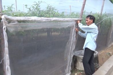 Táo trồng nhà lưới cho năng suất cao