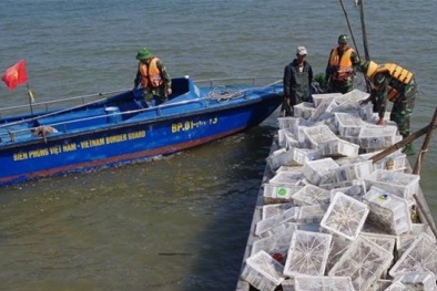 Bắt giữ hơn 2000 con bồ câu Trung Quốc nhập lậu vào Việt Nam