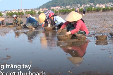 Thủy sản chết hàng loạt ở Nghệ An, người nuôi mất tiền tỷ