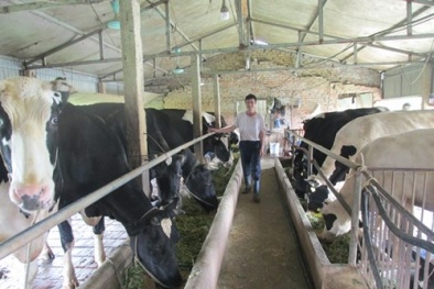 Bí quyết của lão nông nuôi 60 con bò sữa, thu nhập 1,4 tỷ đồng/năm