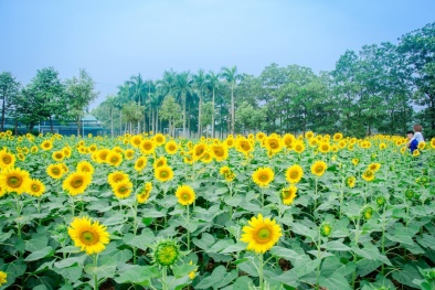 Những địa điểm 'sống ảo' với hoa Hướng Dương không nên bỏ lỡ