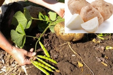 Trong hạt củ đậu chứa chất gì có thể gây tử vong khi ăn phải?