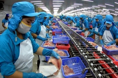 Xuất khẩu cá tra sang thị trường Trung Đông đạt 130,8 triệu USD