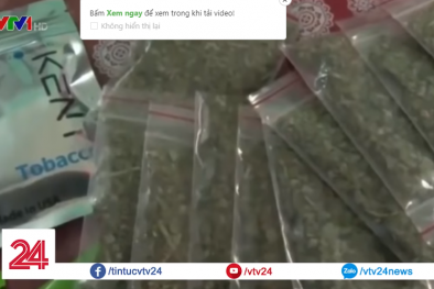 Tác hại kinh hoàng khi sử dụng cỏ mỹ